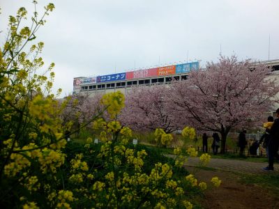 早渕川親水公園の神代曙
