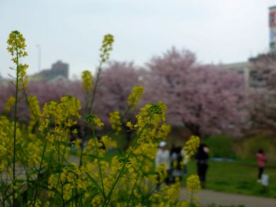 早渕川親水公園の神代曙
