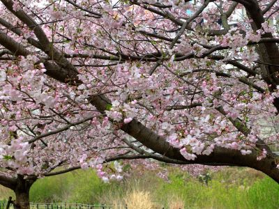 早渕川親水公園の神代曙
