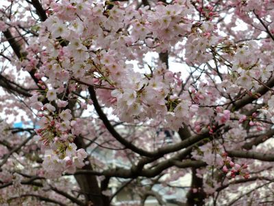 早渕川親水公園の神代曙
