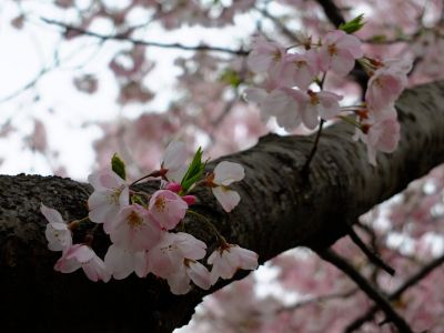 早渕川親水公園の神代曙
