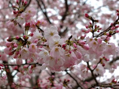 早渕川親水公園の神代曙
