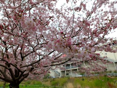 早渕川親水公園の神代曙
