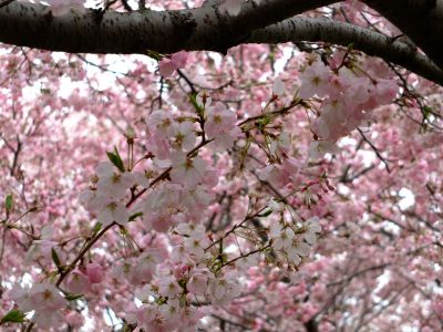 早渕川親水公園の神代曙
