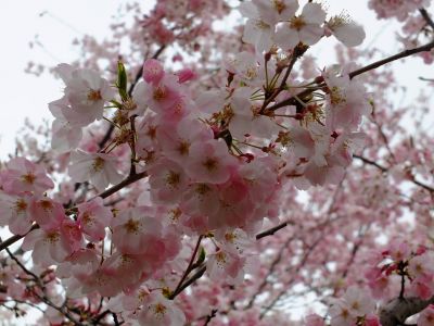 早渕川親水公園の神代曙
