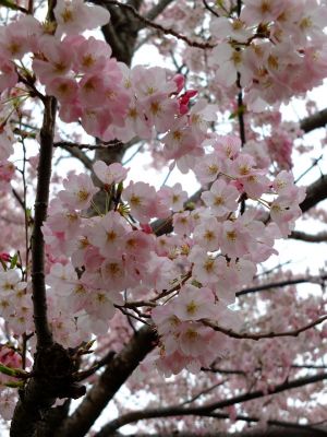 早渕川親水公園の神代曙

