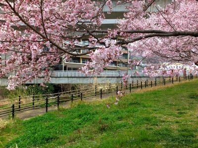 早渕川親水公園の神代曙
