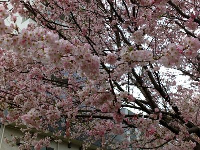 早渕川親水公園の神代曙
