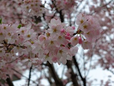早渕川親水公園の神代曙
