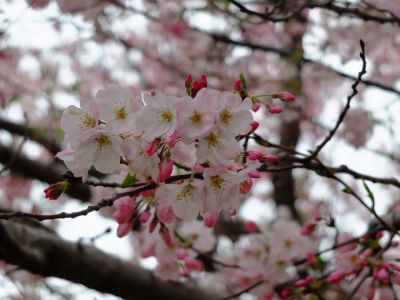 早渕川親水公園の神代曙
