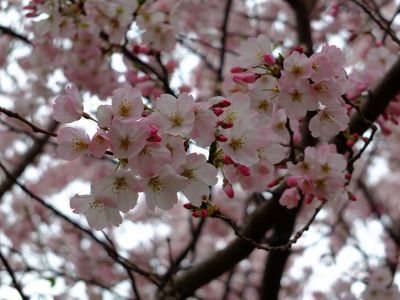 早渕川親水公園の神代曙
