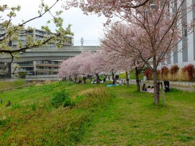 早渕川親水公園の神代曙
