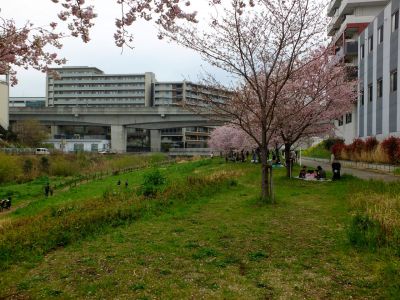 早渕川親水公園の神代曙
