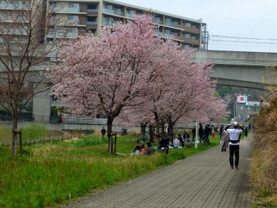 早渕川親水公園の神代曙
