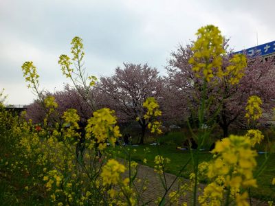 早渕川親水公園の神代曙

