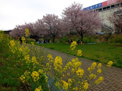 早渕川親水公園の神代曙
