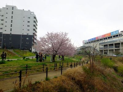 早渕川親水公園の神代曙
