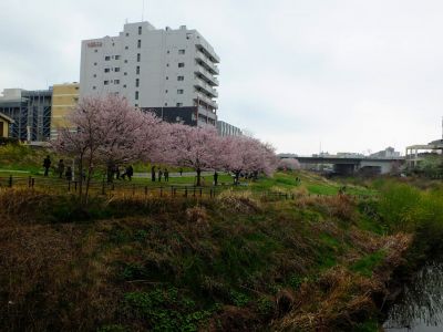 早渕川親水公園の神代曙
