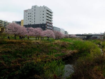 早渕川親水公園の神代曙
