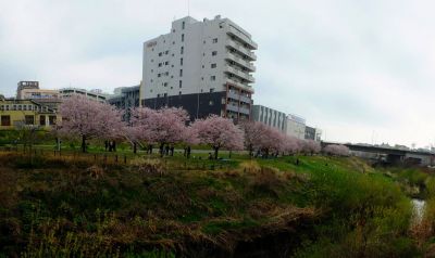 早渕川親水公園の神代曙

