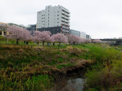早渕川親水公園の神代曙
