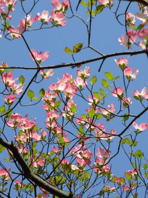 みずきヶ丘（はなみずき）
