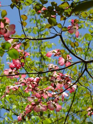 みずきヶ丘（はなみずき）
