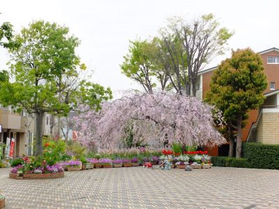 花のある商店街「えだきん」
