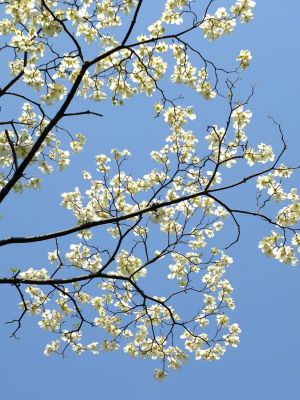 みずきヶ丘（はなみずき）
