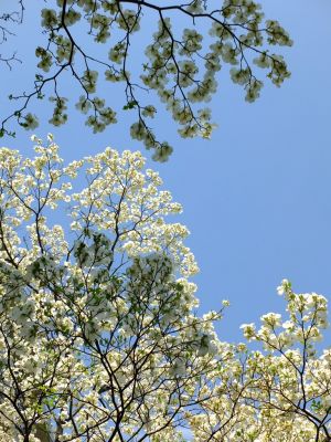 みずきヶ丘（はなみずき）
