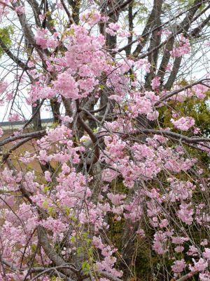 花のある商店街「えだきん」
