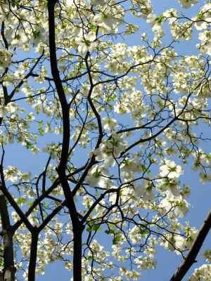 みずきヶ丘（はなみずき）
