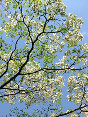 みずきヶ丘（はなみずき）
