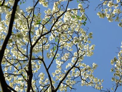 みずきヶ丘（はなみずき）
