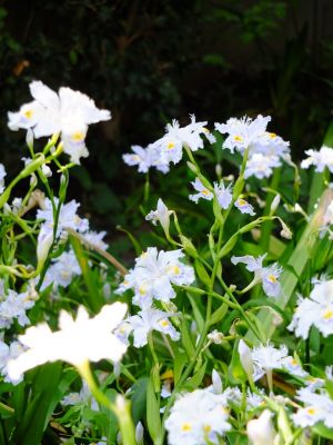 みずきヶ丘（しゃが）
