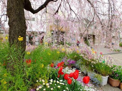 花のある商店街「えだきん」
