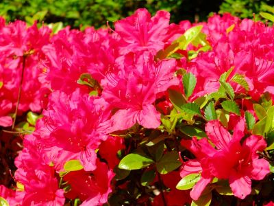 みずきヶ丘（つつじ）
