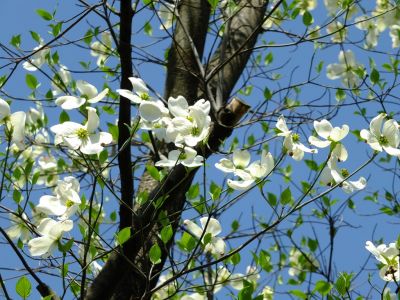 みずきヶ丘（はなみずき）
