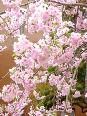 花のある商店街「えだきん」
