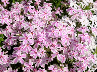 荏田近隣センター
