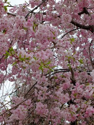 花のある商店街「えだきん」
