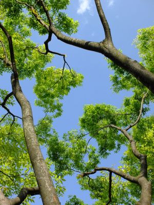 けやきヶ丘（若葉）
