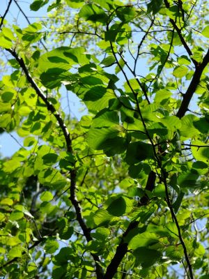 けやきヶ丘（若葉）
