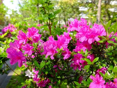 けやきヶ丘（つつじ）
