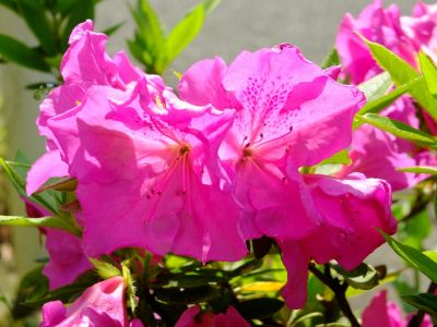 けやきヶ丘（つつじ）
