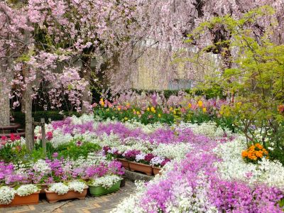 花のある商店街「えだきん」
