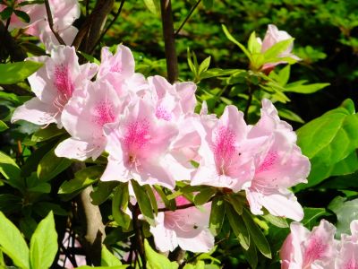 けやきヶ丘（つつじ）
