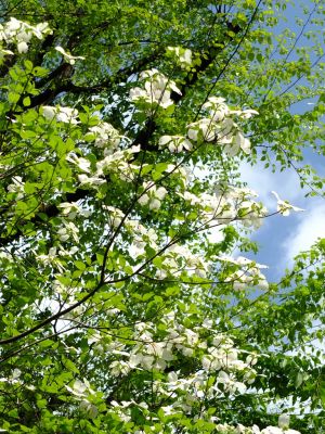 けやきヶ丘（はなみずき）
