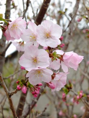 花のある商店街「えだきん」
