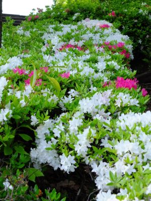 鴨池公園（つつじ）
